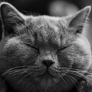 トータルリペア猫の手イメージ画像